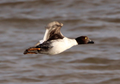 Common Goldeneye; female