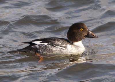 Common Goldeneye; female