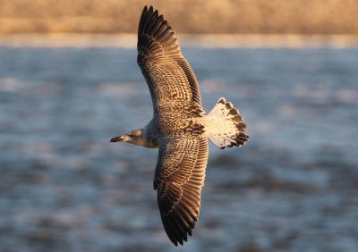 Great Black-backed Gull; first cycle
