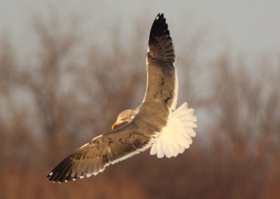 Lesser Black-backed Gull; third cycle