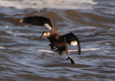 White-winged Scoter; immature male