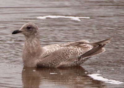 Thayer's Iceland Gull; first cycle