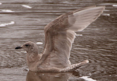 Thayer's Iceland Gull; first cycle