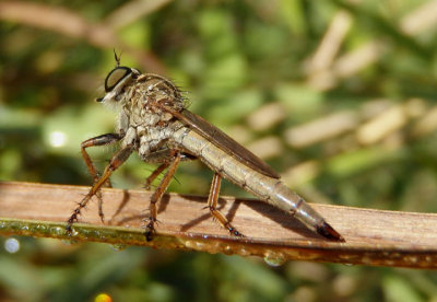 Machimus snowii; Robber Fly species; female