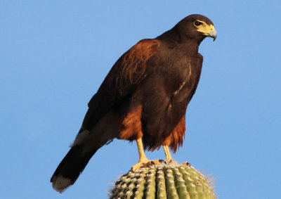 Harris's Hawk