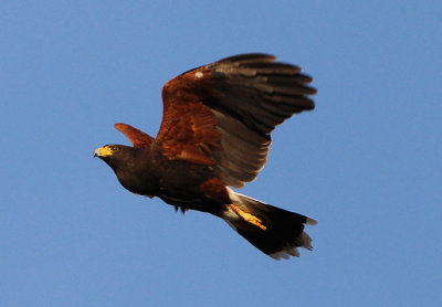 Harris's Hawk