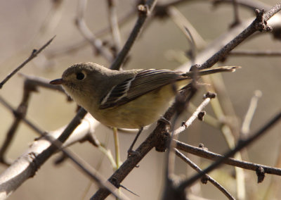 Hutton's Vireo