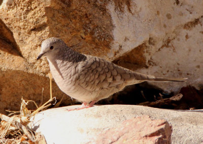 Inca Dove