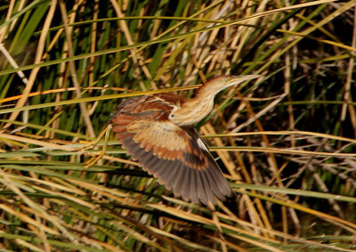 Least Bittern