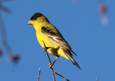 Lesser Goldfinch; male
