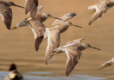Long-billed Dowitchers; basic