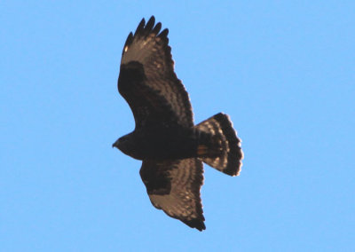 Rough-legged Hawk; dark morph