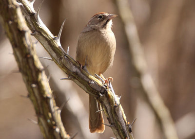 Rufous-crowned Sparrow