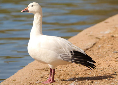 Snow Goose; light morph