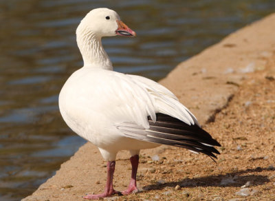 Snow Goose; light morph