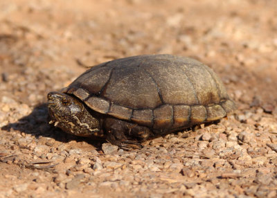Sonora Mud Turtle 