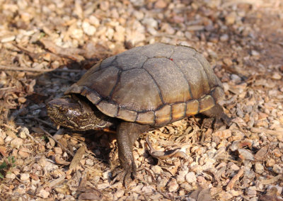 Sonora Mud Turtle 