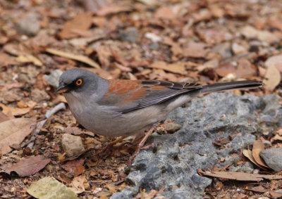 Yellow-eyed Junco