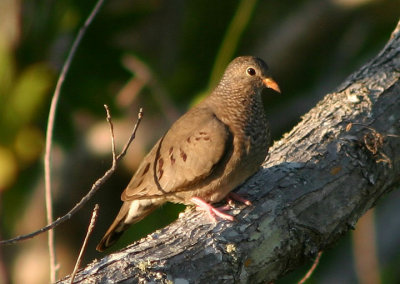 Common Ground-Dove; female