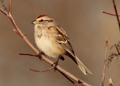 American Tree Sparrow