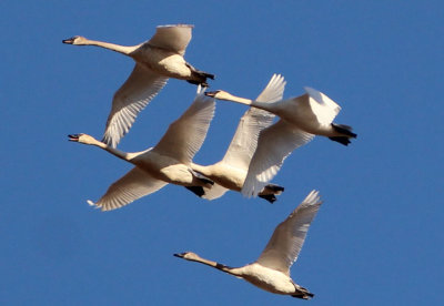 Trumpeter Swans