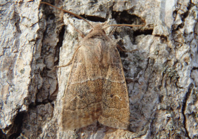 9933 - Eupsilia vinulenta; Straight-toothed Sallow