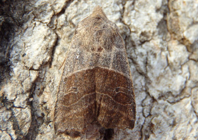 9873-10217 - Noctuidae; Cucillinae