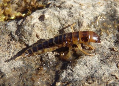 Sialis Alderfly species larva