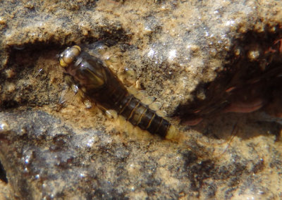 Baetis tricaudatus; Small Minnow Mayfly species larva