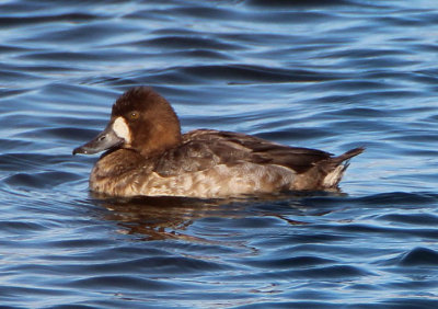 Greater Scaup; female