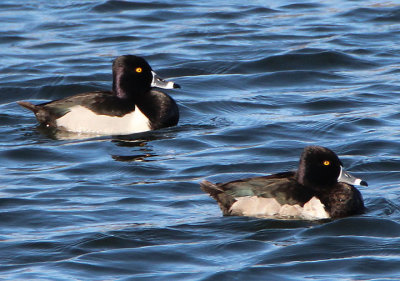 Ring-necked Ducks; males