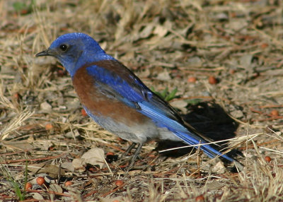 Western Bluebird; male