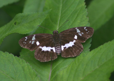 Daimio tethys niitakana (no common name)