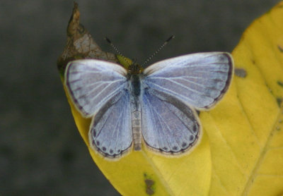 Zizeeria maha okinawana (Pale Grass Blue)