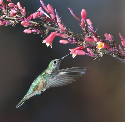 Santa Fe Hummingbirds