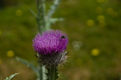 DSC06290.jpg