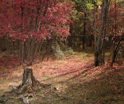 Pink Leaves 2650.jpg