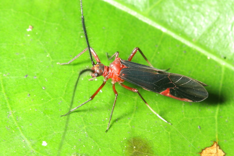 Bark Louse (Psocidae: Thyrsophorinae)