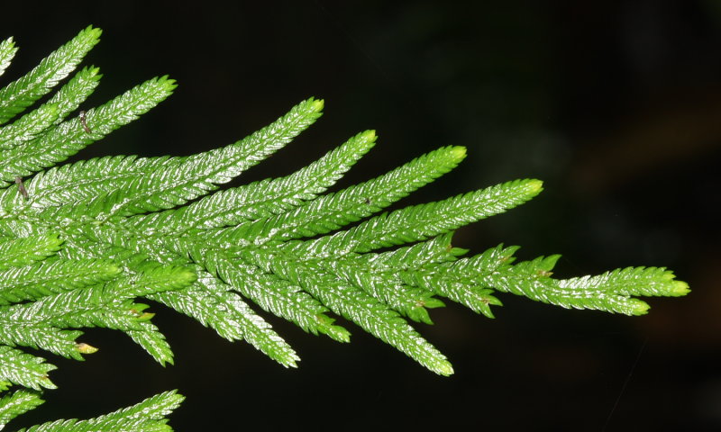 Spikemoss, Selaginella nr. flabellata (Selaginellaceae)