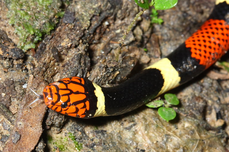 Surinam Coral Snake, Micrurus surinamensis (Elapidae)