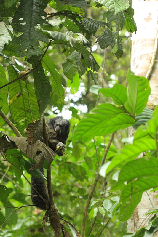 Equatorial Saki, Pithecia aequatorialis (Pitheciidae)