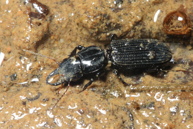 Ground Beetle (Carabidae: Scaritinae)