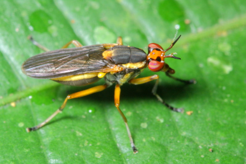 Snail-killing Fly, Thecomyia sp. (Sciomyzidae)