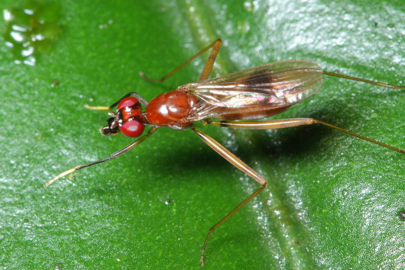 Stilt-legged Fly, Grallipeza sp. (Micropezidae: Taeniapterinae)