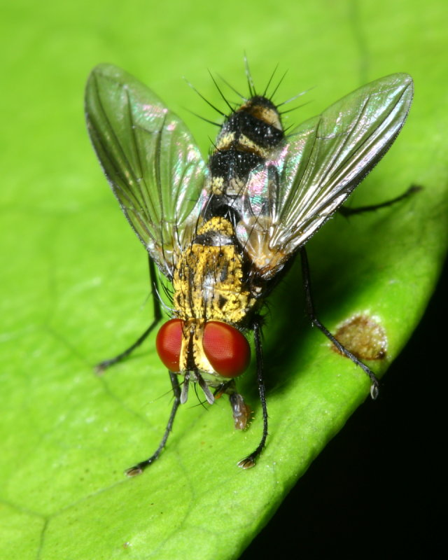 Parasitic Fly (Tachinidae: Blondeliini)