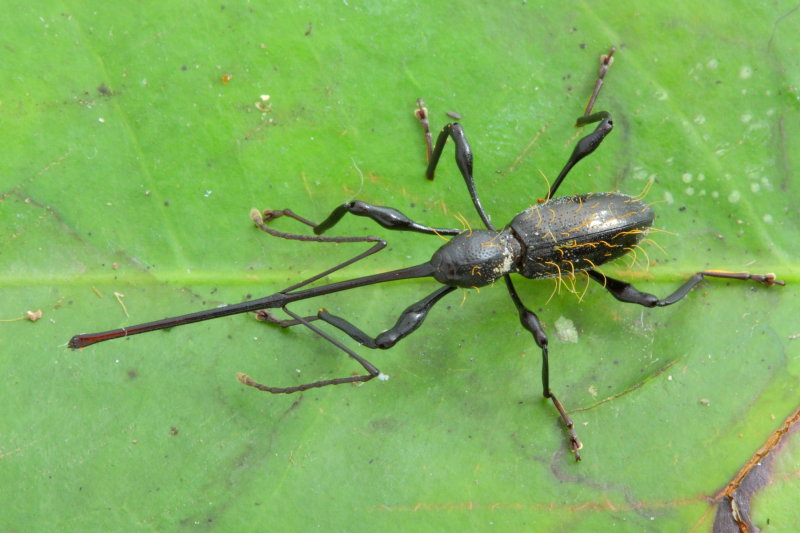 Weevil, Hammatostylus sp. (Curculionidae: Otidocephalinae)