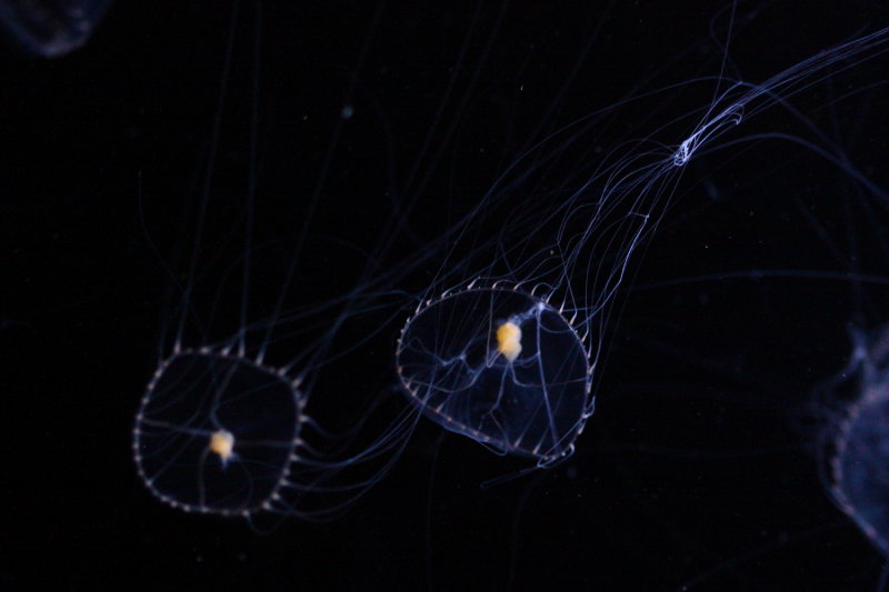 Elegant Jelly (Tima formosa)