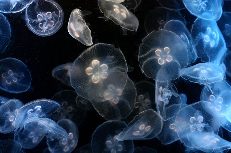 Moon Jelly (Aurelia aurita)