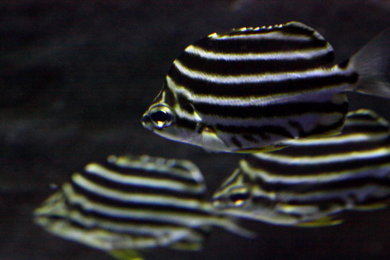 Stripey (Microcanthus strigatus)