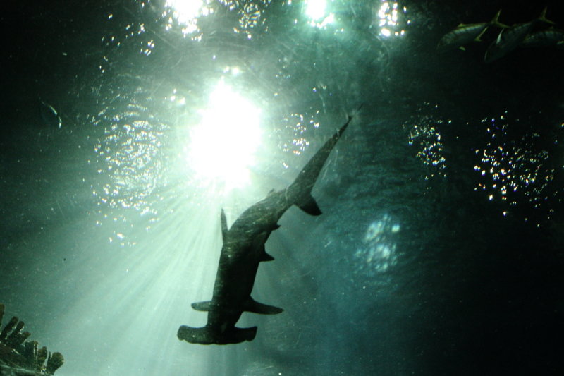 Scalloped Hammerhead (Sphyrna lewini)